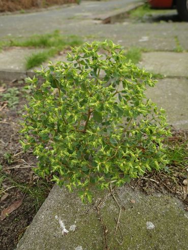 Tuinwolfsmelk op de stoep