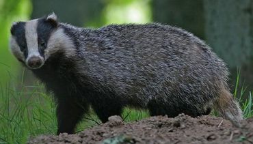 De das is dupe van beheerders van de spoordijk', zegt