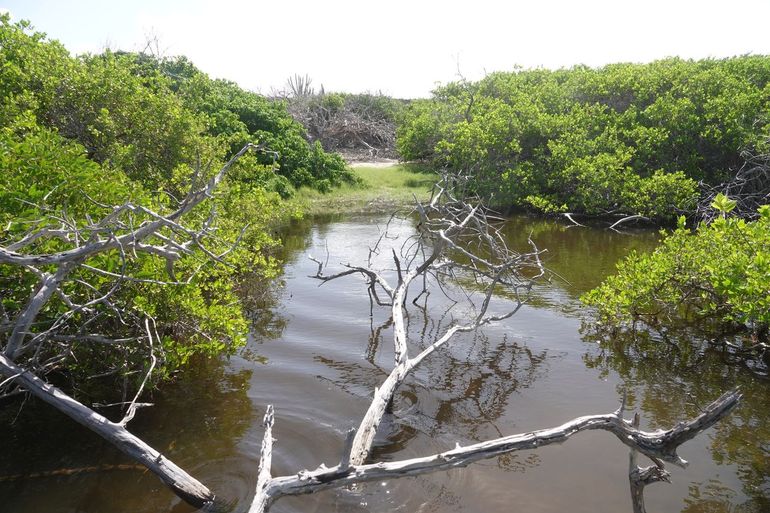 Mangrove op Bonaire