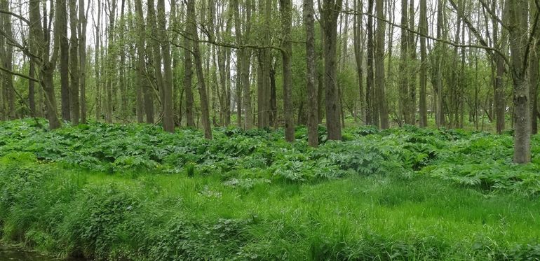 Reuzenberenklauw tussen de bomen in Groningen