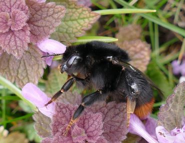 Steenhommel op paarse dovenetel