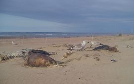 Het Zeeuwse Landschap & Reddingsteam Zeedieren Dode dieren brengen veel leven in de brouwerij. Zilvermeeuwen, kwikstaarten en lopertjes komen snel af op het kadaver en het leven eromheen.