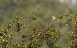 Harvey van Diek spotvogel