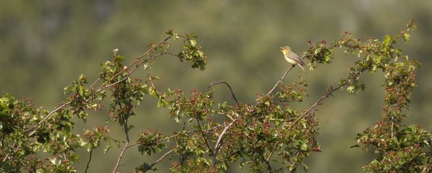 spotvogel