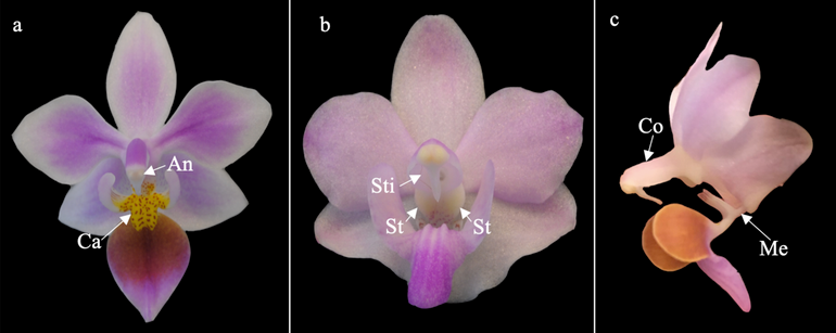 Flowers of two different butterfly orchid species. a. Phalaenopsis equestris; b-c. Phalaenopsis pulcherima; Abbreviations: An=anther; Ca=callus; Co=column; Me=mentum; St=stelidia; Sti=stigma