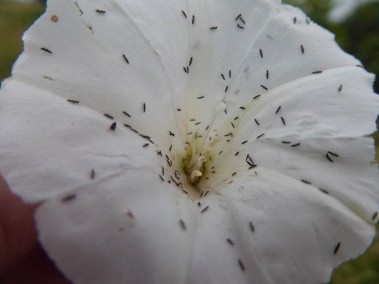 Op bloemen, op je beeldscherm, op je arm... tripsen zijn gezelligheidsdieren