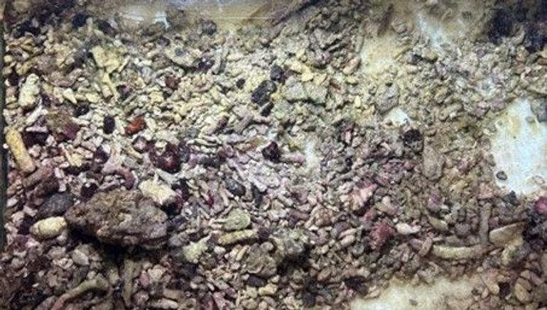 In hun natuurlijke habitat leven forams tussen koraalpoliepen. De forams die in dit onderzoek worden gebruikt, zijn afkomstig uit aquaria met materiaal geïmporteerd uit tropische gebieden
