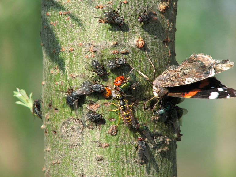 Vliegen, wesp, lieveheersbeestjes en atalanta op bloedende boom