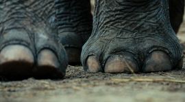 Aziatische olifant