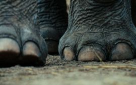 Aziatische olifant