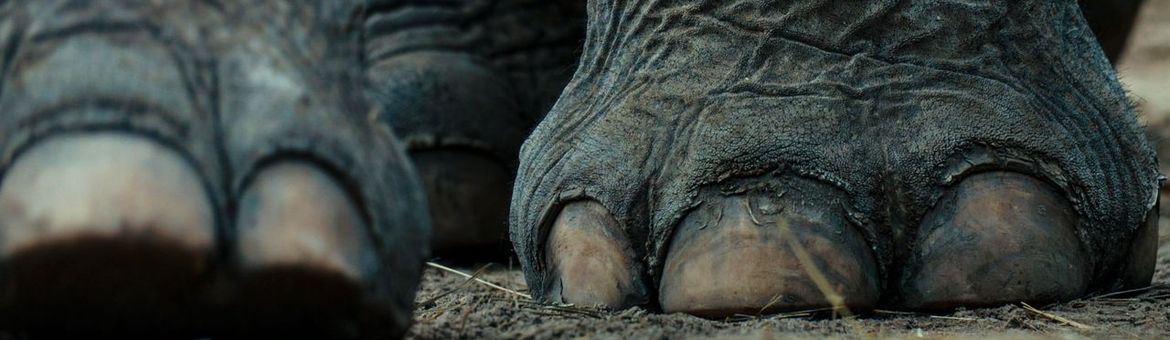 Aziatische olifant