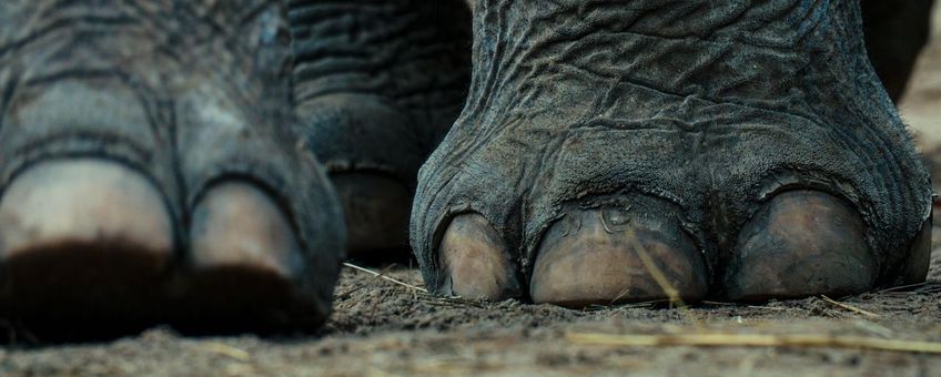Aziatische olifant