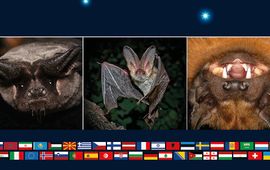 Eurobats Internationale Nacht van de Vleermuis 2021