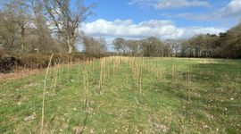 Linde, zoete kers, meidoorn, haagbeuk, hazelaar… we hebben dankzij LIFE Climate Forest wel 9 verschillende soorten kunnen planten.