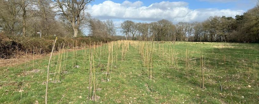 Linde, zoete kers, meidoorn, haagbeuk, hazelaar… we hebben dankzij LIFE Climate Forest wel 9 verschillende soorten kunnen planten.