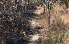 Burned forest in Africa; Afgebrand bos