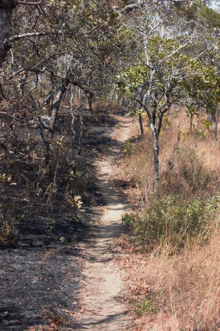 Human induced fires destroy vital parts of the natural habitat in Malawi