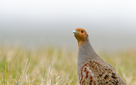 Michiel Schaap Patrijs in het veld