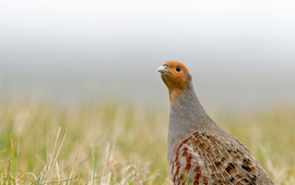 Patrijs in het veld