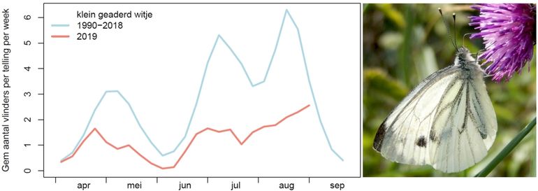 Klein geaderd witje in de meetnetroutes in 2019 (rood), vergeleken met gemiddelde van 1992 - 2018 (blauw)