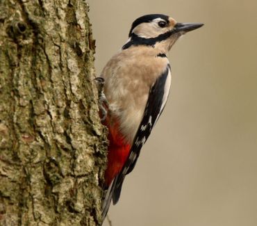 The great woodpecker benefits from varied forests