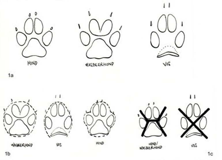 Afbeelding: 1a. Vereenvoudigde weergave van de prenten van vos, hond en wasbeerhond. 1b. Globale omtrekvorm prenten. 1c. Tussen de teenkussens en het middenvoetkussen kan bij een vos een X-vorm getekend worden, bij hond en wasbeerhond een H
