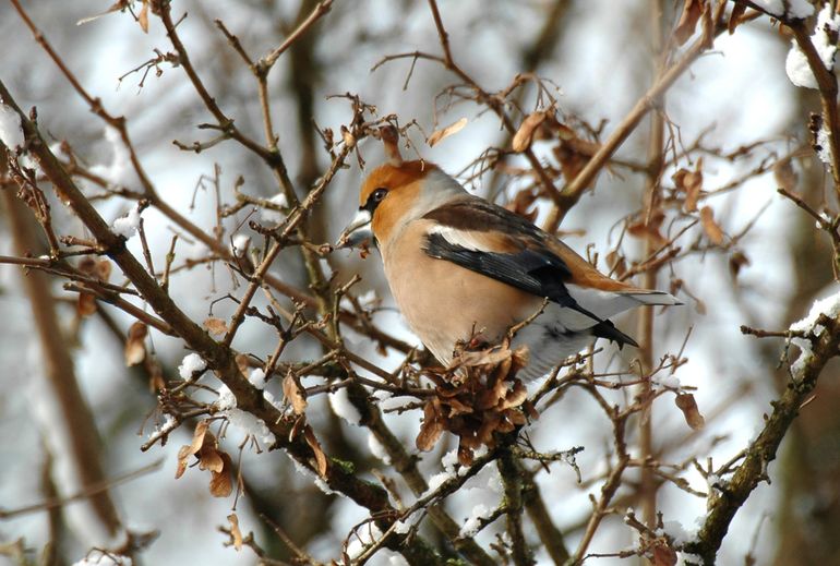 Appelvink eet het zaad van een Spaanse aak