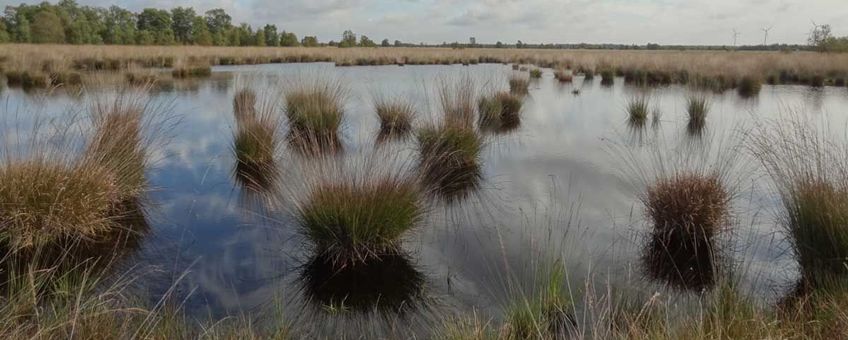 Door een teveel aan stikstof en verdroging domineert pijpenstrootje in dit deel van het Bargerveen.