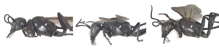 Viltvlekken op zijkant borststuk bij vrouwtjes rupsendoders. Van links naar rechts: kleine rupsendoder, behaarde rupsendoder en grote rupsendoder