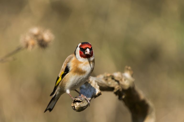 Het puttertje, nieuwkomer in het Noordhollands Duinreservaat