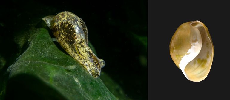 Links: niet volgroeid dier kruipend op groenwier in het Grevelingenmeer. Rechts: een leeg huisje afkomstig uit het Grevelingenmeer