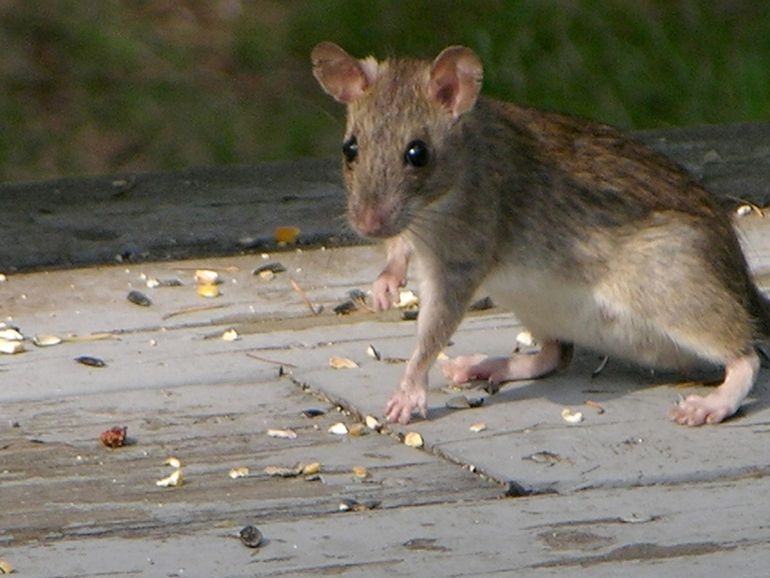 Zwarte ratten hebben ook regelmatig een bruine kleur