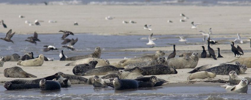 Gewone zeehond