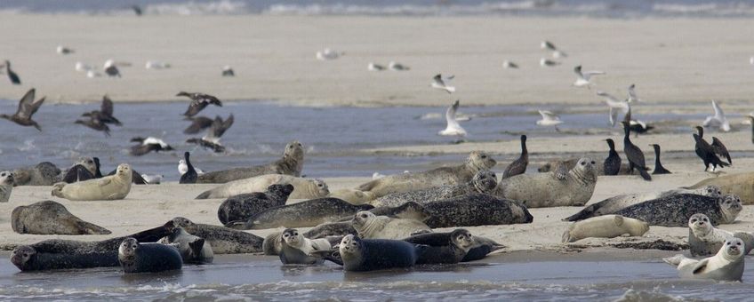 gewone zeehond