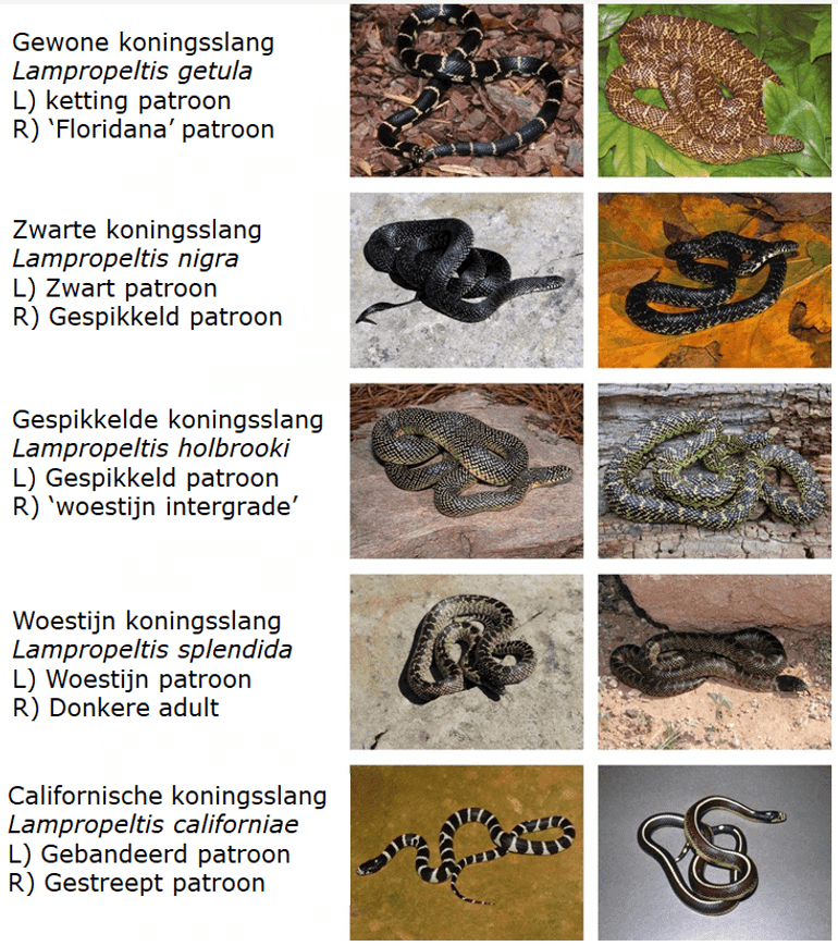 Gewone koningsslang: de vijf soorten volgens de huidige taxonomie