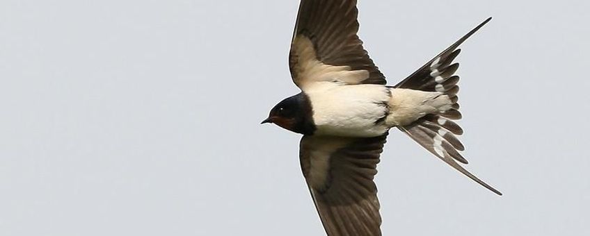 Zwierige vlucht en elegante verschijning: Boerenzwaluw ten top