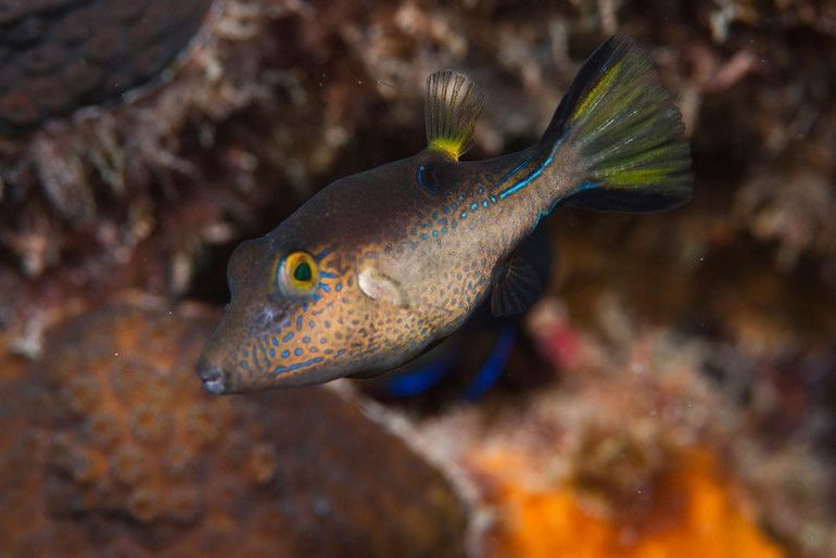 Sharp-nose puffer