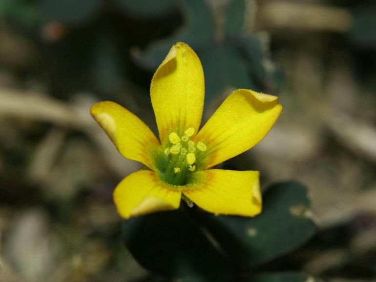 De bloemen van gehoornde klaverzuring lijken niet op die van klaver, het blad wel