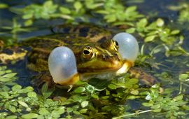 Pelophylax esculentus, Middelste groene Kikker