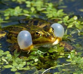 Pelophylax esculentus, Middelste groene Kikker