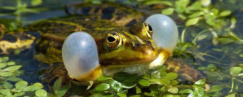 Pelophylax esculentus, Middelste groene Kikker