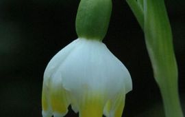 Lenteklokje, Leucojum vernum. Foto Jan van der Straaten, Saxifraga. Altijd naam vermelden.