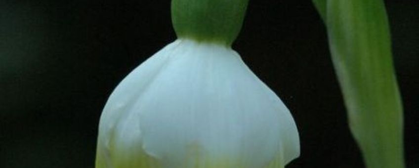 Lenteklokje, Leucojum vernum. Foto Jan van der Straaten, Saxifraga. Altijd naam vermelden.