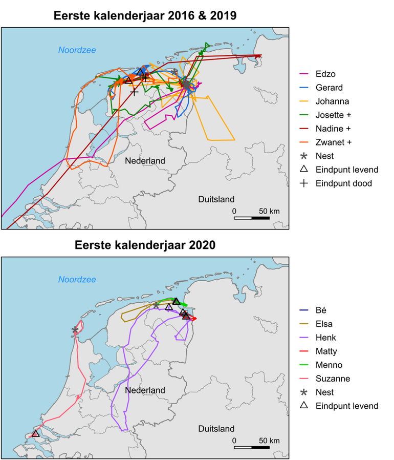 Kaart 1 en 2: Bewegingen van de gezenderde juveniele blauwe kiekendieven in hun eerste kalenderjaar binnen Nederland en Duitsland (voor de in 2020 gezenderde kiekendieven tot en met 25-09-2020)