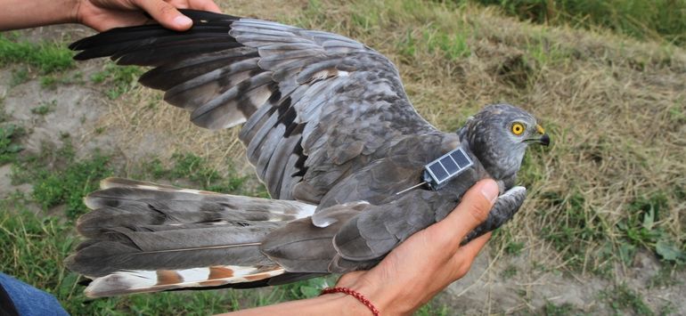 Het grauwe kiekendiefmannetje ‘Jens’, net uitgerust met een GPS/GSM-logger