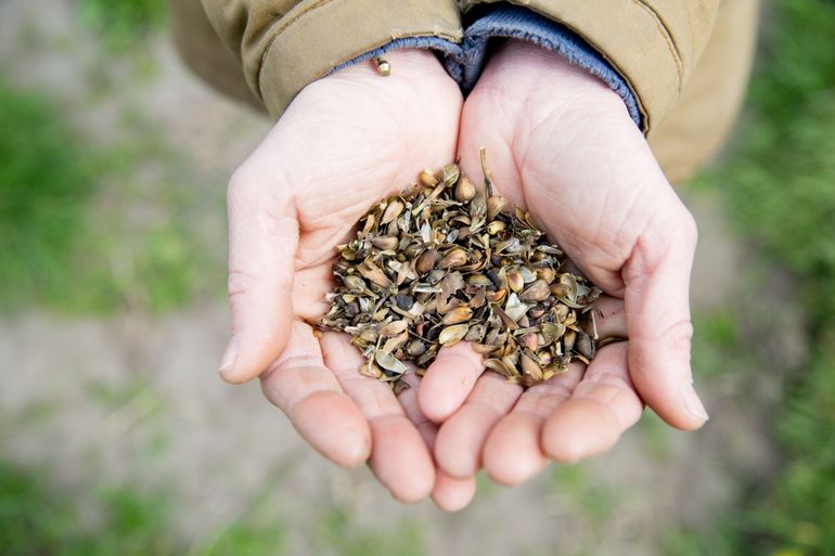 Het bloemenlint wordt ingezaaid met een inheems Zwols zaadmengsel