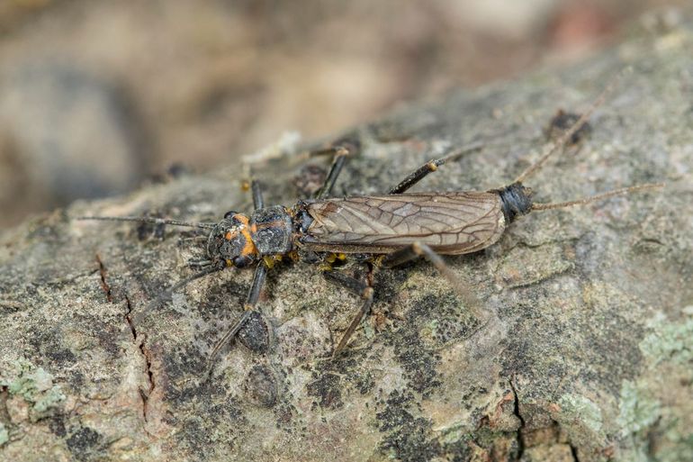 De grote bonte steenvlieg kom je als volwassen dier maar weinig tegen