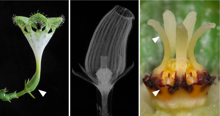 Bloem van de parachuteplant Ceropegia sandersonii. Links: Verse bloem. Bloembezoekers raken onder in de kroonbuis opgesloten (aangegeven met witte pijl). Midden: 3D-scan van kroonbuis met corona, meeldraden en stampers. Rechts: Close-up van corona (witte pijlen bij basis en een van de vijf uitgroeisels)