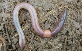 Ron de Goede Regenworm Pendelaar