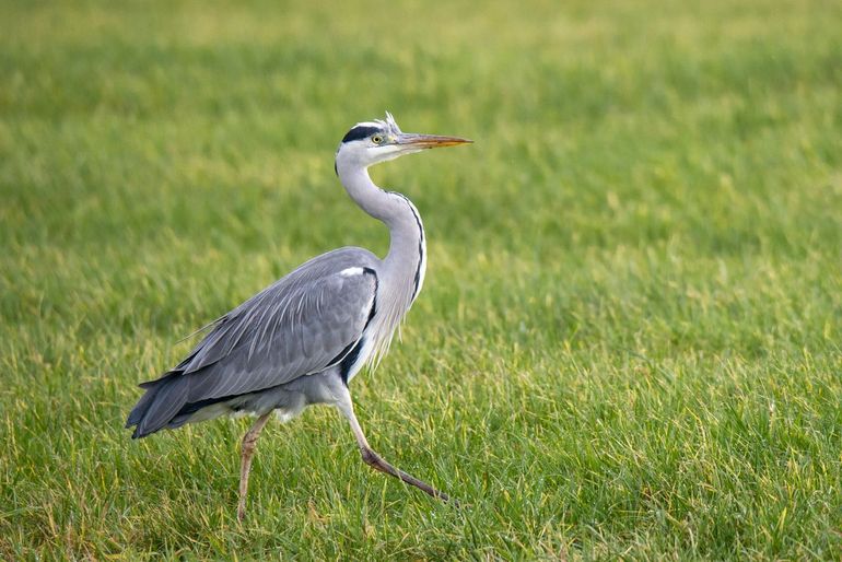 Blauwe reiger in het veld